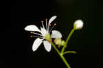 Michaux's saxifrage